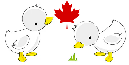 ganderandgoose